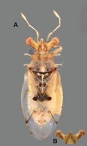 Epipolops stridulais (Famille Geocoridae - Heteroptera)       